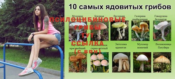 ГАЛЛЮЦИНОГЕННЫЕ ГРИБЫ Алексеевка